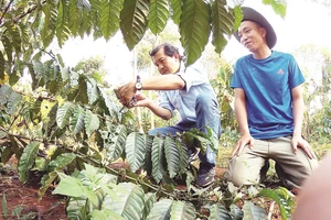Ông Phan Văn Tâm - Trưởng phòng marketing Công ty Bình Điền - hướng dẫn nông dân chăm sóc cây cà phê diện tái canh