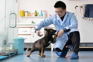 Chú chó nhân bản vô tính Kunxun tương tác với một nhà nghiên cứu ở Bắc Kinh, Trung Quốc, ngày 22-2. Ảnh: CHINA DAILY
