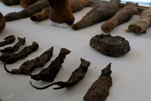 Xác ướp chuột và chim ưng được trưng bày tại lăng mộ mới phát hiện ở Sohag, Ai Cập. Ảnh: REUTERS
