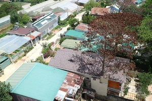 Hai cây thông bị "nhốt" trong nhà chết khô, được phát hiện chưa lâu tại tổ dân phố 18, phường 3, TP Đà Lạt. Ảnh: ĐOÀN KIÊN