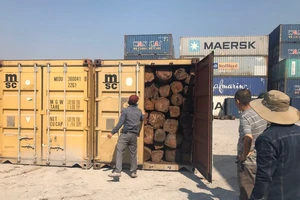 Phát hiện hàng trăm container gỗ xuất khẩu trốn thuế