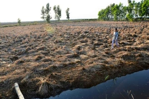 ĐBSCL: Hạn, mặn tiếp tục gây nhiều thiệt hại