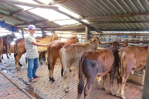 Đồng Nai: Khuyến khích người dân chuyển sang nuôi bò vỗ béo