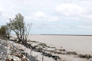 Đồng bằng sông Cửu Long: Khẩn cấp cứu đê biển bị sạt lở 