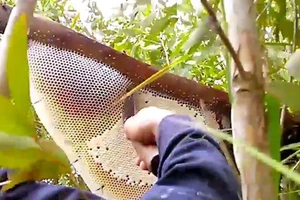 Thị trường mật ong: Thật giả lẫn lộn