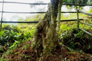 Bảo tồn cây chè cổ thụ tại vùng trà Cao Bồ, tỉnh Hà Giang