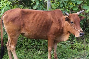 Bệnh viêm da nổi cục trên gia súc lan ra nhiều tỉnh Tây Nguyên