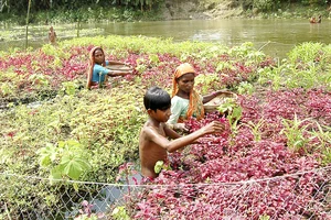 Người dân Bangladesh chăm sóc khu vườn nổi