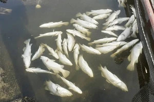 Thừa Thiên - Huế: Hơn 30 tấn cá nuôi lồng chết hàng loạt