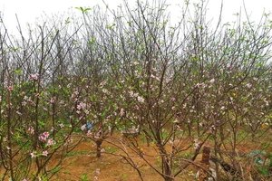 Hà Tĩnh: Nông dân trồng đào phai cho thu nhập khá