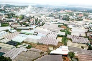 Lâm Đồng: Xóa nông nghiệp nhà kính trong nội thành
