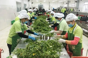 EU gỡ bỏ tần suất kiểm soát một số rau gia vị Việt Nam