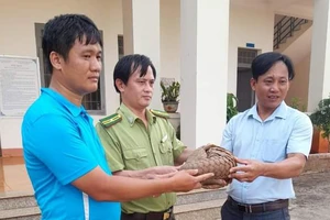 Hai giáo viên ở Bình Phước bắt được tê tê quý hiếm bàn giao cho kiểm lâm