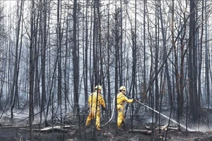Nhân viên cứu hỏa nỗ lực khống chế các đám cháy rừng tại Nova Scotia, Canada, ngày 3-6-2023. Ảnh: THX/TTXVN