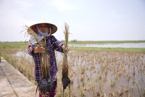 Vụ nghi xả nước mặn ở Thái Bình: Hỗ trợ nông dân, phục hồi đồng ruộng