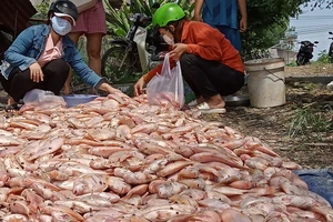 Đồng Nai: Mưa lớn gây ngập úng, cuốn trôi hàng trăm tấn cá nuôi lồng bè