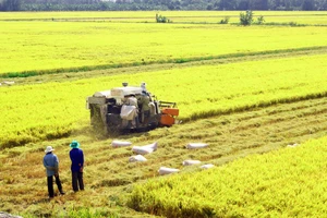 Đáp ứng đủ nhu cầu lúa gạo trong nước và xuất khẩu 