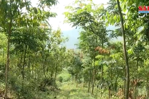 Quảng Bình: Nông dân đam mê trồng rừng bản địa 