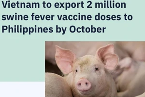 Phủ nhận thông tin heo chết hàng loạt tại Indonesia do tiêm vaccine Việt Nam
