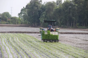 Dịch vụ cấy lúa bằng máy của HTX Nông nghiệp Gò Gòn