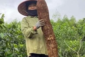 Nông dân ở Phú Yên đào được củ mì khổng lồ