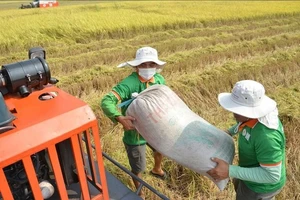 Nhiều nhà thầu bị phạt vì bỏ hợp đồng dự trữ gạo