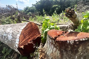 Gốc cây sao đen 19 năm tuổi thuộc rừng phòng hộ huyện Vĩnh Thạnh (Bình Định) bị cưa hạ 