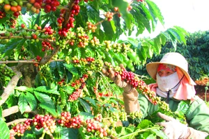 Dư địa mới cho cà phê Việt