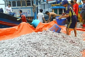 Quảng Bình: Ngư dân trúng đậm cá cơm