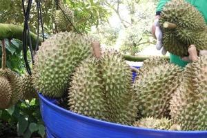Trung ương Hội Nông dân Việt Nam hỗ trợ người trồng sầu riêng tại tỉnh Phú Yên