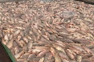 Hải Dương: Cá lồng chết lên đến hơn 400 tấn, hộ nuôi kêu gọi “giải cứu”