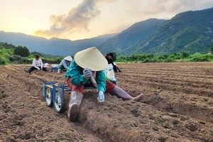 “Xe tỉa mini” tự chế giúp ích cho nông dân