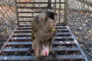 Bình Phước: Người dân giao 1 cá thể khỉ đuôi lợn cho Vườn quốc gia Bù Gia Mập 