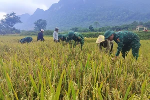 Bộ đội biên phòng thu hoạch lúa giúp đồng bào