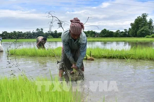 Nông dân cấy lúa trên cánh đồng tại Nagaon, bang Assam, Ấn Độ. Ảnh: THX/TTXVN