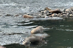 Lâm Đồng: Phát hiện thi thể trôi trên sông Đạ Huoai