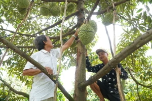 ĐBSCL: Giá sầu riêng tăng, giá cua giảm