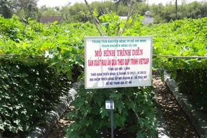  Mô hình sản xuất rau ăn quả theo quy trình VietGAP tại xã Thái Mỹ, huyện Củ Chi