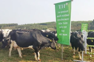 Trang trại bò sữa ứng dụng công nghệ cao của TH tại Nghệ An