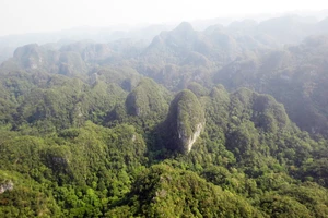 Khu vực bách xanh thuần chủng sống trên núi đá ở Phong Nha - Kẻ Bàng
