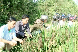 HTX Dịch vụ nông nghiệp Tân Cường (xã Phú Cường, huyện Tam Nông, tỉnh Đồng Tháp) có vùng lúa nguyên liệu áp dụng quy trình sản xuất an toàn Ảnh: TRẦN TRỌNG TRUNG