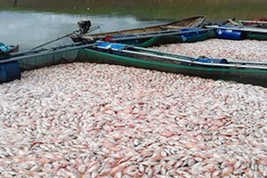 Cá lồng nuôi trong hồ thủy điện Pleikrong chết trắng lồng