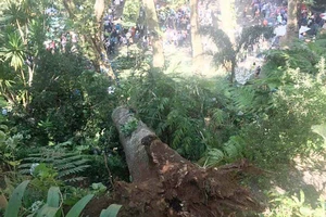 Cây sồi 200 năm tuổi bị đổ tại TP Funchal, đảo Madeira, Bồ Đào Nha, ngày 15-8-2017. Ảnh: AP