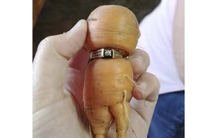 Củ cà rốt "đeo" nhẫn kim cương đính hôn của cụ Mary Grams, 84 tuổi, ở Alberta, Canada. Ảnh: CP