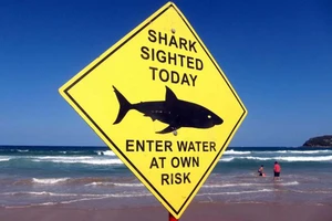 Dùng drone cảnh báo cá mập 