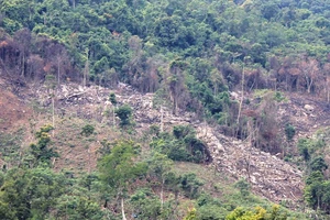 Rừng tự nhiên ở huyện An Lão (Bình Định) bị phá (ảnh cũ minh họa). Ảnh: NGỌC OAI