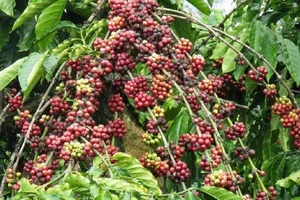 “Vốn mồi” cho tái canh cà phê