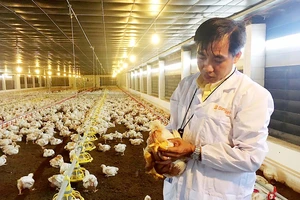 Nhân viên Công ty Bình Minh kiểm tra chất lượng gà của trại nuôi ở tỉnh Bà Rịa - Vũng Tàu