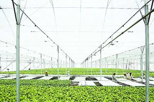 Chỉ trong vòng 24 tháng, VinEco đã xây dựng và phát triển thành công 14 nông trường quy mô và chuyên nghiệp trên cả nước