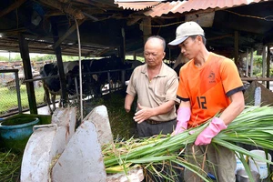 Thương binh Nguyễn Văn Nù (ngụ huyện Củ Chi, TPHCM) hướng dẫn con trai sơ chế cỏ cho đàn bò sữa . Ảnh: VIỆT DŨNG
